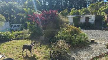 Um cachorro preto e branco está em um jardim gramado, cercado por plantas verdes exuberantes, arbustos, uma calçada de cascalho e uma pequena casa branca banhada pela luz do sol.