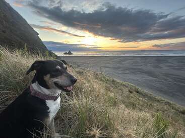 Um cachorro feliz está sentado na grama alta de uma colina com vista para uma praia ampla e deserta ao pôr do sol, com nuvens espetaculares e o oceano ao fundo.
