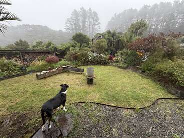 Um cachorro preto e branco está em pé sobre pedras molhadas, olhando para um jardim enevoado com vegetação exuberante, flores, um carrinho de mão e lenha empilhada.