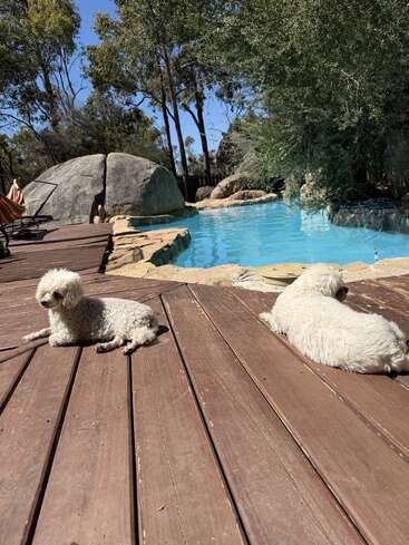 Dois pequenos cães brancos descansam em um deck de madeira ao lado de uma piscina azul clara, cercados por pedras, árvores e natureza, aproveitando o ar livre ensolarado e tranquilo.