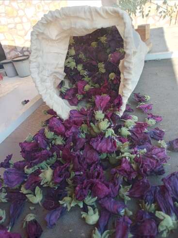 A white fabric bag is tipped over, spilling out an abundance of vibrant dried purple and green flowers onto a mesh surface in bright natural light.