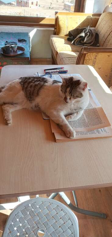 A relaxed cat is lying on top of an open book on a table, basking in sunlight. Pens, papers, and a cozy room surround it.