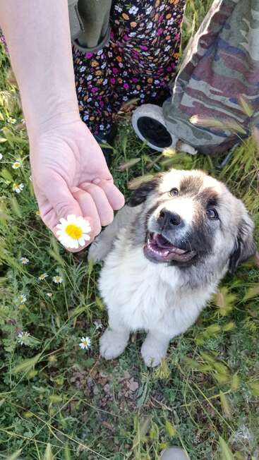 Um cachorrinho fofinho olha ansiosamente para uma mão que segura uma margarida. Ao redor, há pessoas vestidas com roupas coloridas, em meio à grama verde e às flores silvestres ao ar livre.