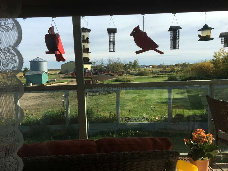 Housesitting with retired huskies in Chipman, Alberta, Canada