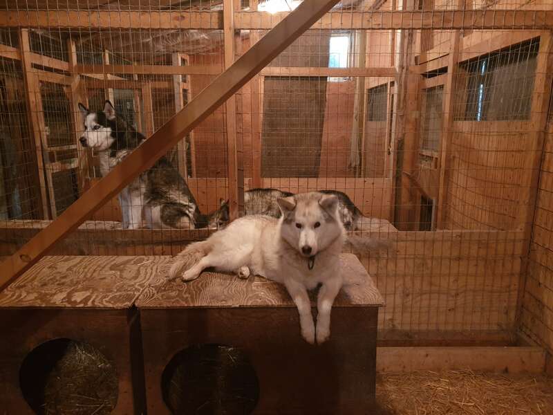 Housesitting with retired huskies in Chipman, Alberta, Canada