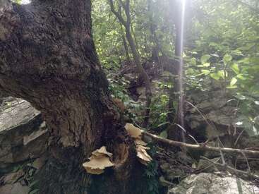 Sunlight filters through lush green trees onto rough bark, wild mushrooms growing on the trunk, surrounded by leafy plants and scattered rocks in a serene forest setting.