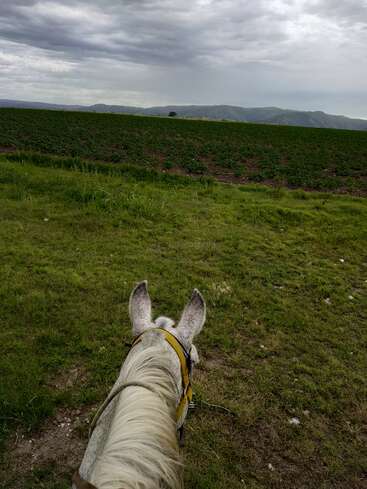 The photo shows the view from a horseback ride. A white horse's head faces green fields and distant hills under a cloudy, overcast sky. Peaceful scenery.