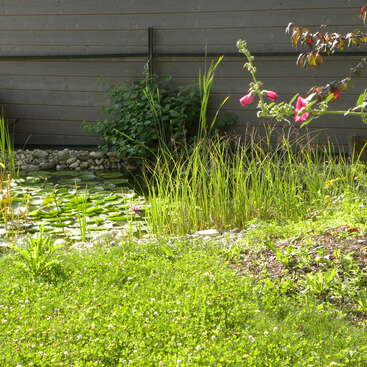 The image depicts a serene garden scene featuring a pond with lily pads, tall grasses, and vibrant flowers, surrounded by a wooden wall and lush greenery.