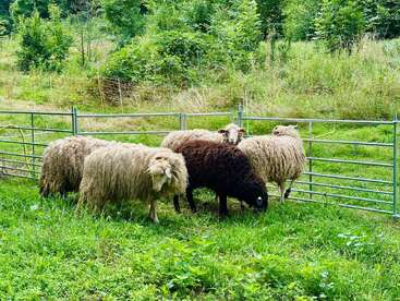 Four sheep, three with light wool and one with dark brown wool, stand together in a grassy, fenced pasture surrounded by lush green trees and plants.