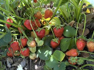 Des grappes de fraises rouges mûres pendent de tiges vertes parmi des feuilles luxuriantes. Certaines fraises sont encore vertes, présentant un mélange de vert, de rose et de blanc.