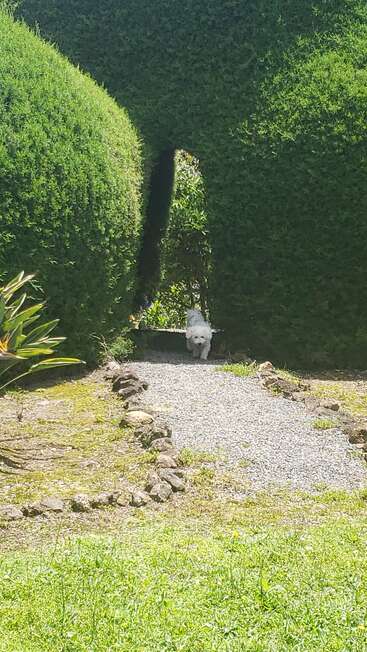 A small white dog stands on a gravel path, framed by lush green hedges with an arched opening, surrounded by vibrant plants and sunlight. Peaceful garden scene.