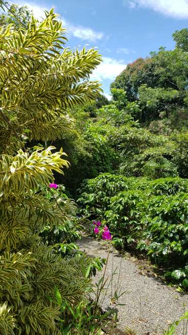 Lush green tropical garden with dense foliage, vibrant variegated leaves, pink flowers, a winding gravel path, and a bright blue sky with clouds above. Peaceful nature.