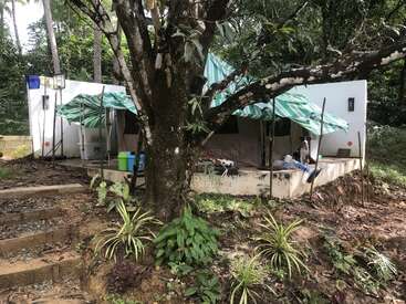 Un grand arbre se dresse devant un petit abri de fortune constitué de bâches rayées, entouré d'une végétation luxuriante et d'objets épars. Un chien est assis sous le porche.