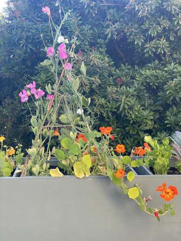 En un arriate elevado, los guisantes de olor rosas y las capuchinas naranjas trepan y se extienden, rodeados de frondosas plantas verdes, sobre un exuberante seto verde de fondo.