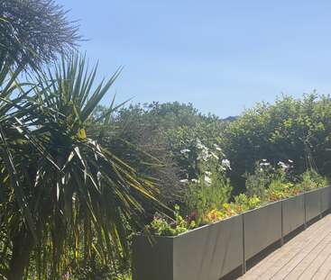 Una escena de jardín luminosa y soleada con plantas parecidas a palmeras, exuberante vegetación, flores en flor y modernos arriates elevados a lo largo de una terraza de madera con un cielo azul despejado.