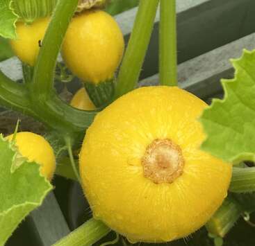 La imagen muestra varias calabazas redondas de color amarillo brillante que crecen en enredaderas verdes, rodeadas de hojas verdes. Las calabazas parecen sanas y aún están unidas a la planta.