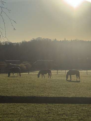 Três cavalos pastam tranquilamente num campo ensolarado, cercados por cercas de madeira e árvores ao longe. A luz quente do sol cria uma atmosfera rural tranquila e serena.