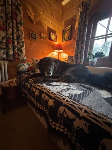 Um cachorro preto descansa em um sofá aconchegante, coberto por uma manta com estampa de cavalos, numa sala rústica de madeira com iluminação acolhedora, cortinas florais e quadros nas paredes.