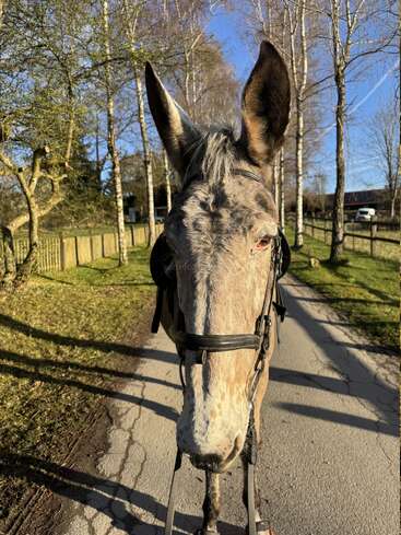 Uma foto em close-up de um burro com freio, parado numa estrada rural banhada pelo sol. Árvores e uma cerca margeiam a paisagem rural tranquila e pacífica.