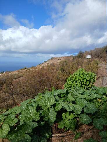 Im Vordergrund befindet sich ein üppiges Beet mit grünen Pflanzen, im Hintergrund trockene Sträucher, ein Hügel und ein blauer Himmel mit weißen Wolken.