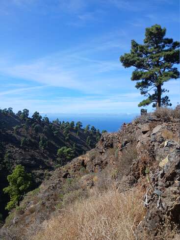 Un pin isolé se dresse sur un terrain rocailleux, surplombant une vallée parsemée d'autres pins. Le ciel est clair et bleu, avec une vue lointaine sur l'océan.