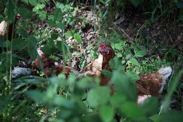 Tres gallinas marrones picotean entre las plantas verdes y el frondoso follaje en un entorno natural al aire libre a la sombra. La luz del sol se filtra a través de las hojas, creando una atmósfera tranquila y rural.