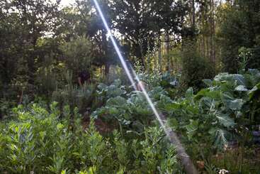 En un jardín bañado por el sol, rodeado de frondosos árboles, crecen verduras de un verde intenso. Dos personas, parcialmente ocultas, se ocupan de las plantas. Un rayo de sol ilumina la escena.