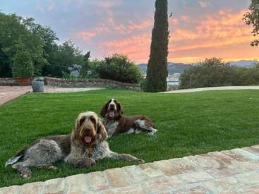 Dois cães relaxam em um gramado verdejante ao pôr do sol. Atrás deles, árvores, colinas distantes e um céu laranja deslumbrante criam um cenário tranquilo e cênico.