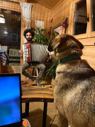 Dans une cabane en bois chaleureuse, un homme joue de l'accordéon sous le regard attentif d'un chien. Un ordinateur portable et un mobilier rustique viennent compléter cette scène chaleureuse et accueillante.