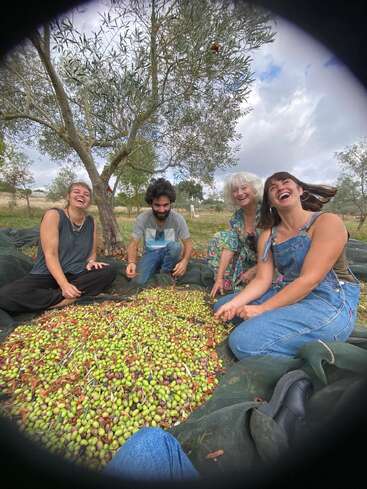 Quatre personnes récoltent avec enthousiasme des olives sous un olivier, riant et profitant de la compagnie les uns des autres en plein air. Le groupe est assis autour d’un grand tas d’olives fraîchement cueillies.