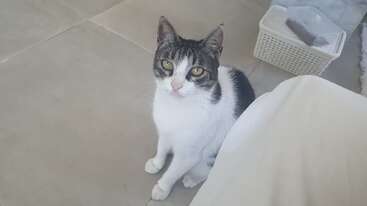 A black and white cat sits calmly on a tiled floor, looking up with curious yellow eyes. Nearby is a white basket and a covered object.