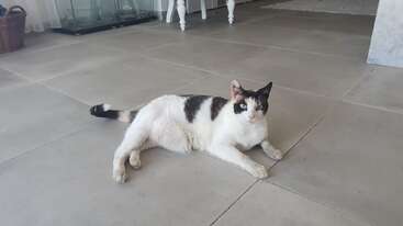 A black-and-white cat lies relaxed on a tiled floor indoors. The cat looks directly at the camera, with a calm and curious expression. Furniture surrounds.