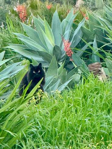A black cat with bright eyes sits among lush green grass, surrounded by large succulent plants and orange flowers, blending into the vibrant natural scenery.