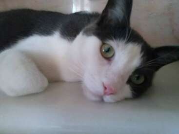 A black and white cat with green eyes lies on a smooth surface, gazing calmly at the camera. Its pink nose and relaxed posture exude tranquility.