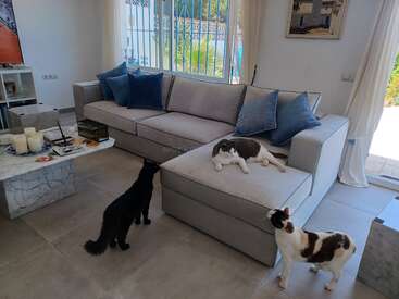 Three cats are in a modern, bright living room. One cat lounges on a large grey sofa with blue cushions while the other two stand nearby.