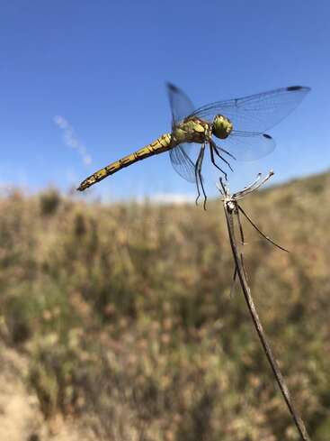 Una vibrante libélula descansa delicadamente sobre una ramita fina y seca en un cielo azul claro y un campo de hierba difuminado, encarnando un apacible momento veraniego.