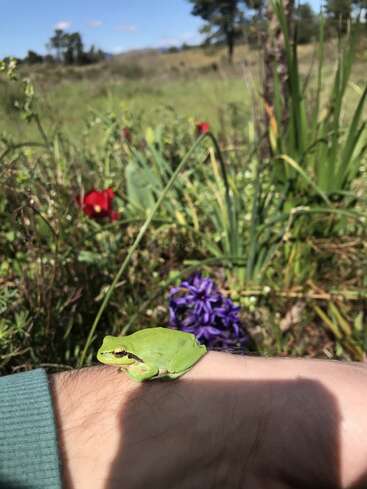 Una pequeña rana verde se sienta tranquilamente en el brazo de una persona, rodeada de plantas verdes silvestres, flores rojas y capullos morados en un prado iluminado por el sol.