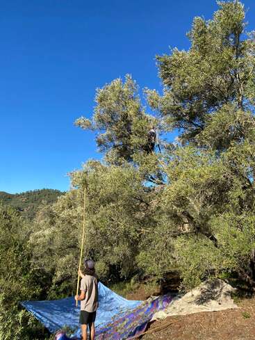 A person stands below an olive tree with a pole, while another person is climbing the tree. Large tarps are spread underneath, likely for olive harvesting.