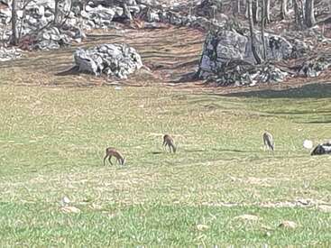 Vier Rehe grasen friedlich auf einer Wiese, umgeben von vereinzelten Felsen und Bäumen, während das Sonnenlicht sanfte Schatten über die ruhige Naturlandschaft wirft.