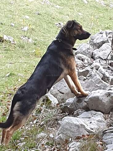 Un berger allemand se tient en alerte, les pattes avant posées sur des rochers, le regard tourné vers l'horizon. Le chien se trouve à l'extérieur, sur un terrain herbeux et rocailleux.