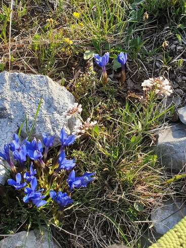 Flores silvestres de um azul vivo desabrocham ao lado de rochas cinzentas e da grama verde, sob a luz do sol. Pequenas flores brancas se espalham por toda parte, criando um espetáculo vibrante de beleza natural.