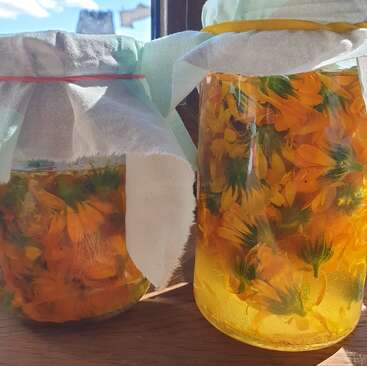 Dois potes de vidro cheios de flores de um amarelo-alaranjado vibrante, provavelmente malmequeres, estão cobertos com um pano branco e elásticos, expostos à luz do sol sobre uma superfície de madeira.