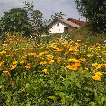 Um jardim cheio de vida, repleto de flores amarelas e laranjas, desabrocha sob um céu parcialmente nublado. Uma casa branca, árvores e vegetação criam uma cena rural tranquila.