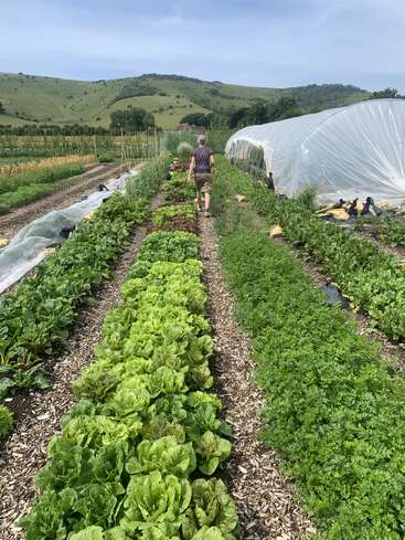 La imagen representa una serena escena de granja, con una mujer caminando por un frondoso sendero de huerta, con un invernadero y ondulantes colinas de fondo en un día soleado.