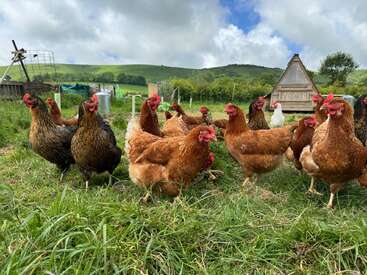 La imagen muestra una bandada de gallinas en un campo cubierto de hierba, con un pequeño edificio de madera y una colina al fondo, bajo un cielo nublado.