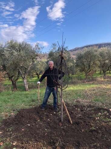 Um homem está em um campo, segurando uma pá e uma árvore enrolada em arame, com árvores e colinas ao fundo em um dia ensolarado.