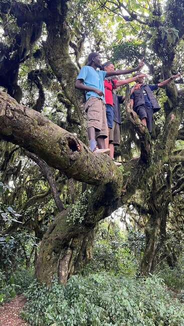 Four people stand together on a large, mossy tree branch in a dense, green forest, pointing excitedly into the distance, surrounded by lush vegetation.