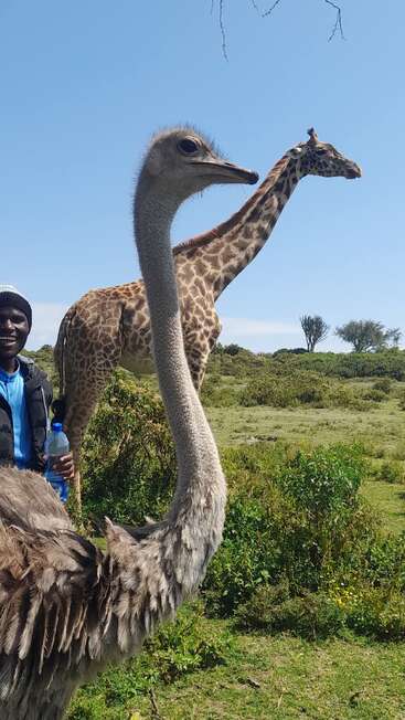 An ostrich stands in the foreground, with a giraffe and a smiling man holding a bottle in the background, all under a clear blue sky.