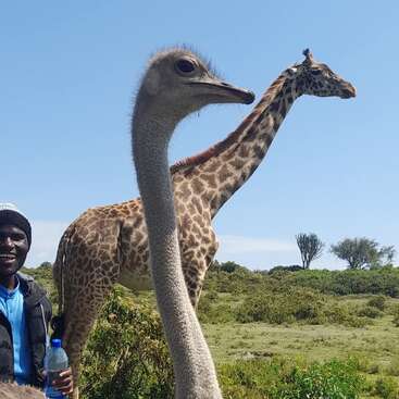 An ostrich stands in the foreground, with a giraffe and a smiling man holding a bottle in the background, all under a clear blue sky.