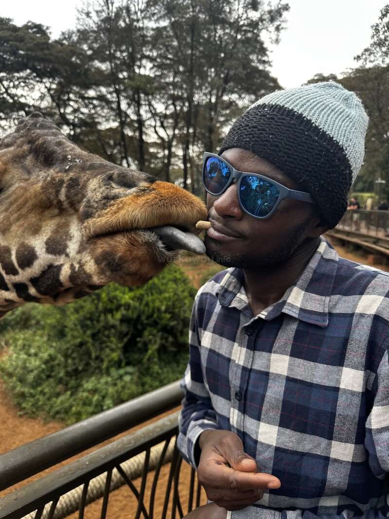 A man wearing sunglasses and a beanie is feeding a giraffe with his mouth, while the giraffe's tongue reaches out to grab the treat playfully.